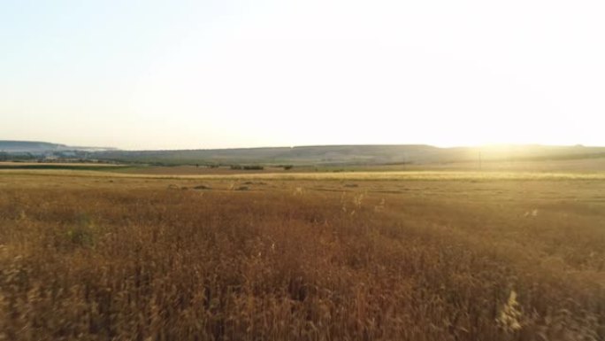 鸟瞰田地与日落中的金穗麦穗，农业产业概念。射。农村景观在黎明与太阳在田野