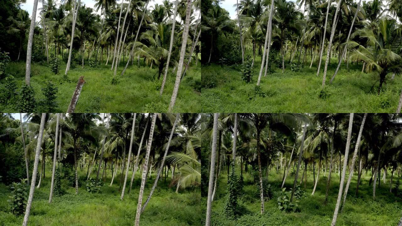斯里兰卡椰子种植园天线