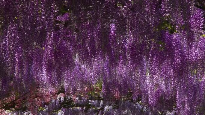 意大利佛罗伦萨著名的Bardini花园盛开的美丽紫藤。4k超高清视频。