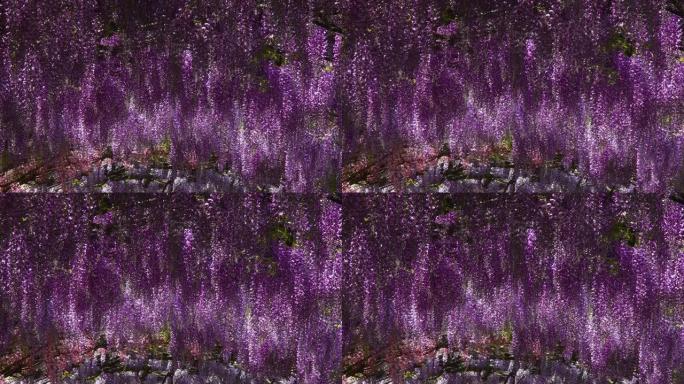 意大利佛罗伦萨著名的Bardini花园盛开的美丽紫藤。4k超高清视频。