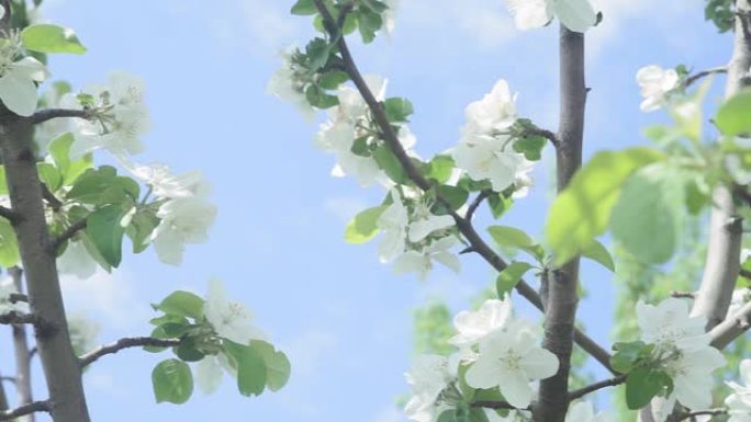 鲜艳的蓝天上绽放着装饰性的白苹果和果树。