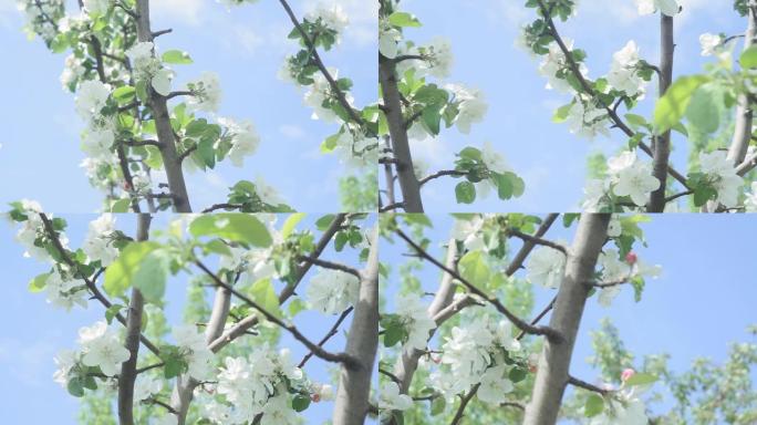 鲜艳的蓝天上绽放着装饰性的白苹果和果树。