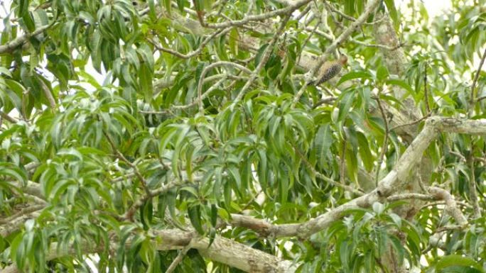在巴拿马的热带树木中，鸟在树枝上啄食以寻找食物