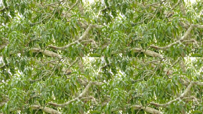 在巴拿马的热带树木中，鸟在树枝上啄食以寻找食物