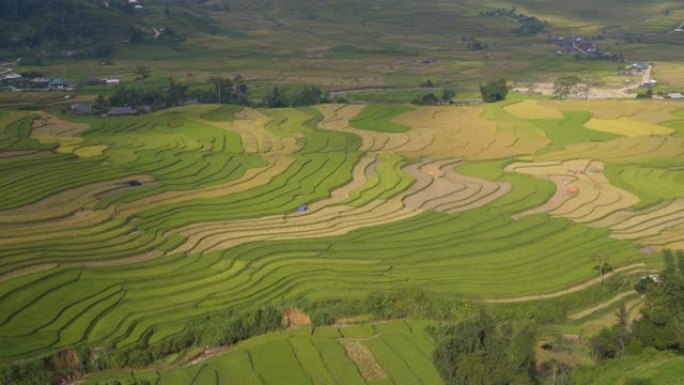 潘景: 梯田稻田景观，稻田准备在越南西北部收获