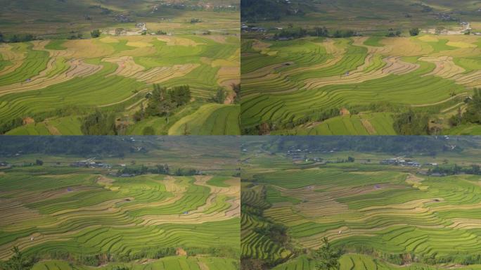 潘景: 梯田稻田景观，稻田准备在越南西北部收获