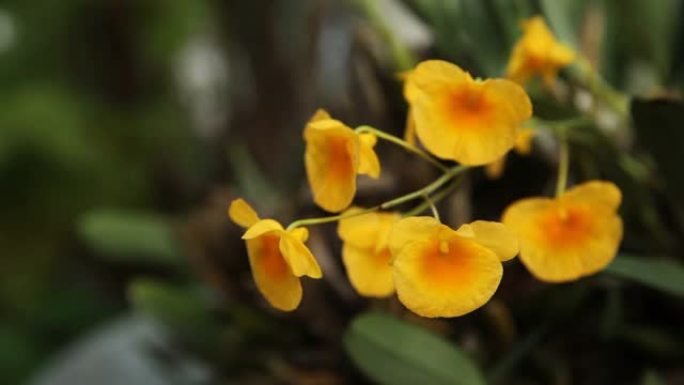 特写树冠林德莱伊steud兰花，明亮的黄色花束背景。