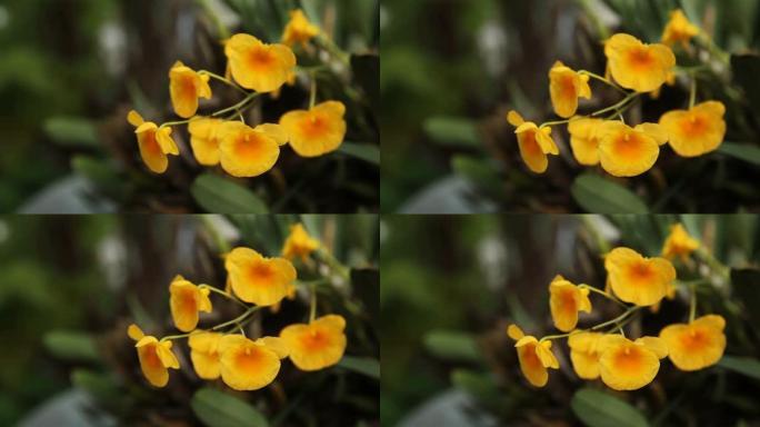 特写树冠林德莱伊steud兰花，明亮的黄色花束背景。