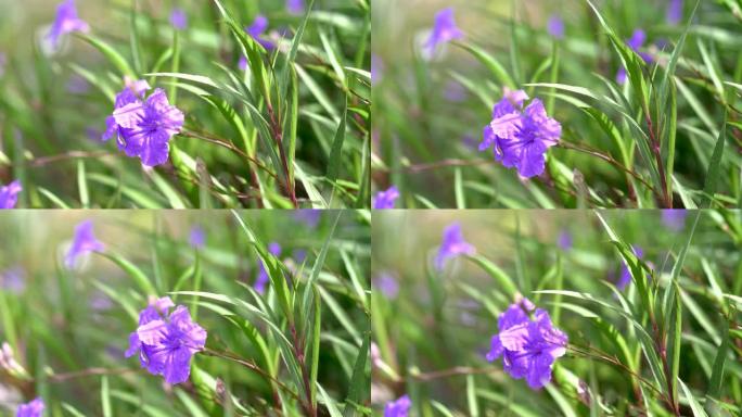 4k慢动作60fps花园中的紫罗兰花