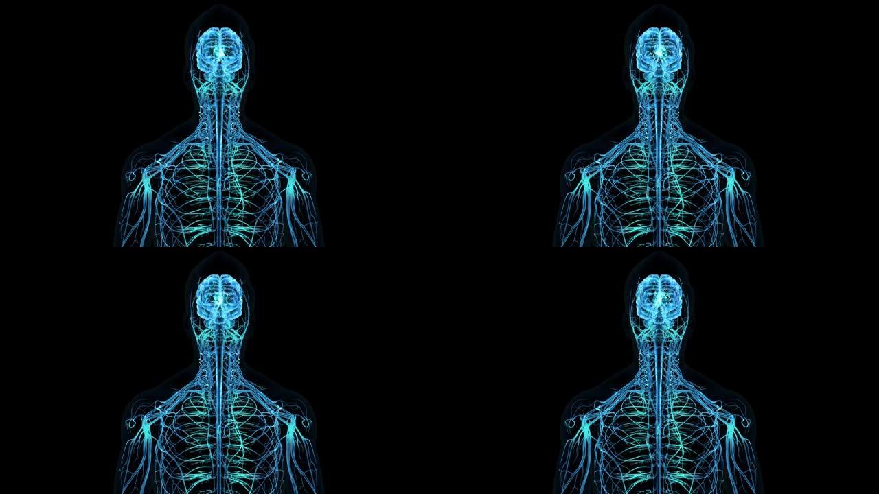 大脑从身体的各个部位接收信号
