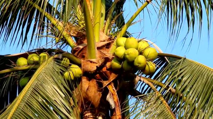 椰子树随风移动枝干上的果实硕果果实