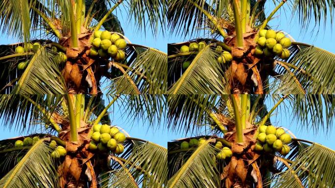 椰子树随风移动枝干上的果实硕果果实