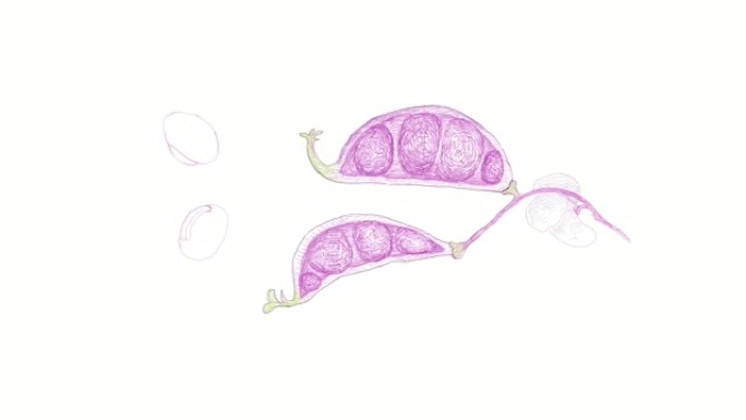 手工绘制的Dolichos Lablab Pods视频剪辑