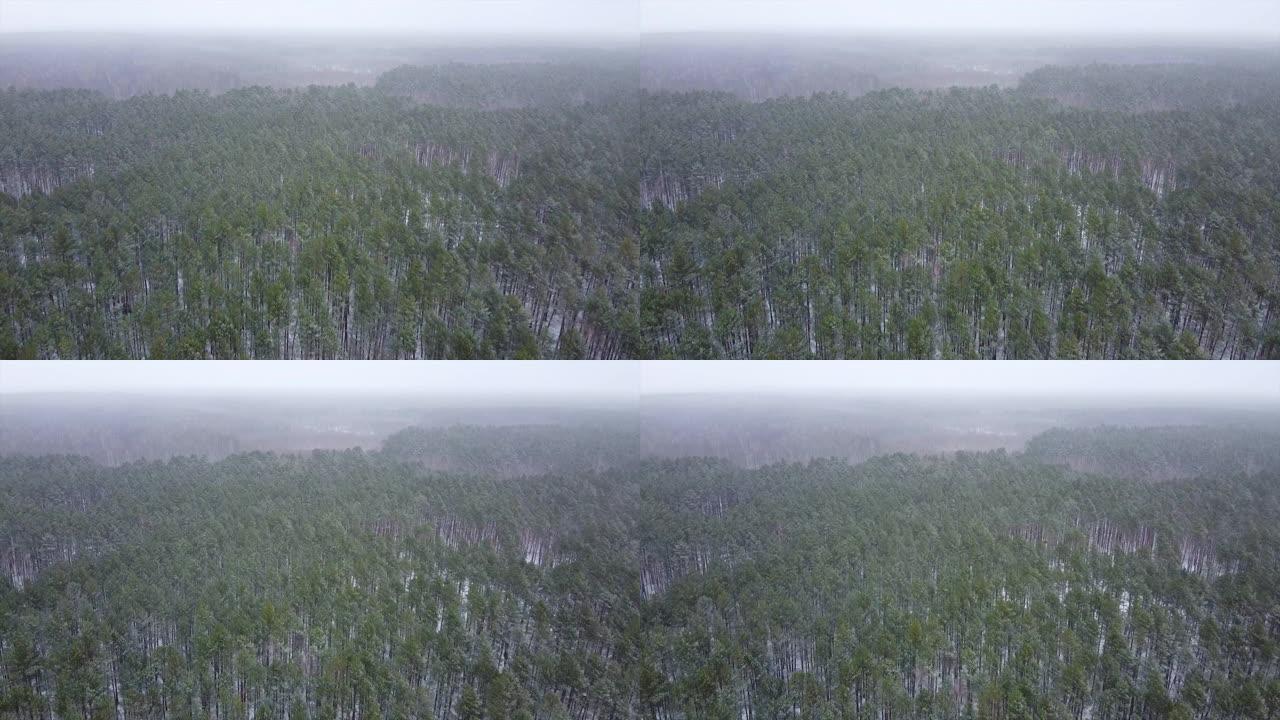 空中无人机镜头在积雪覆盖的冷杉森林上方飞行。环境保护主题。冬季的自然荒野。