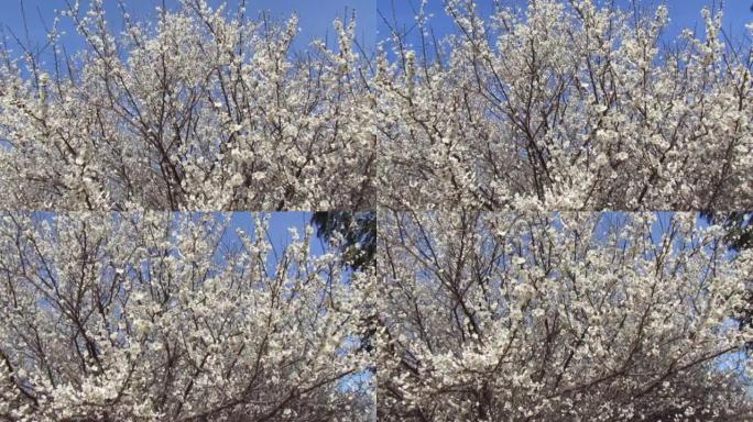 2月。日本。盛开的长山市的梅园。