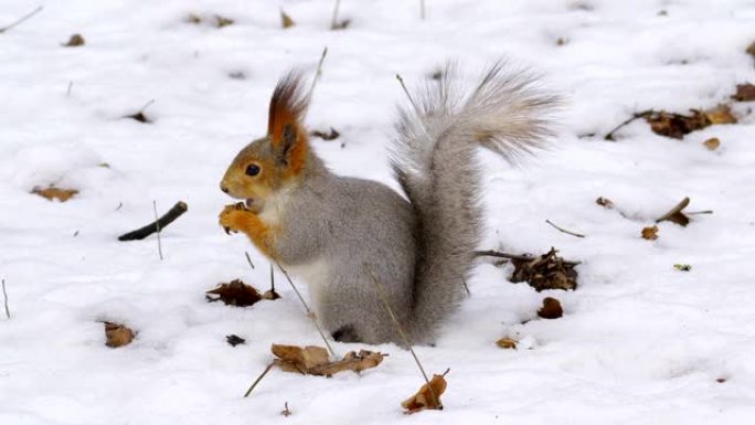 在多云的春天里，红灰松鼠坐在积雪的地面上，吃坚果。