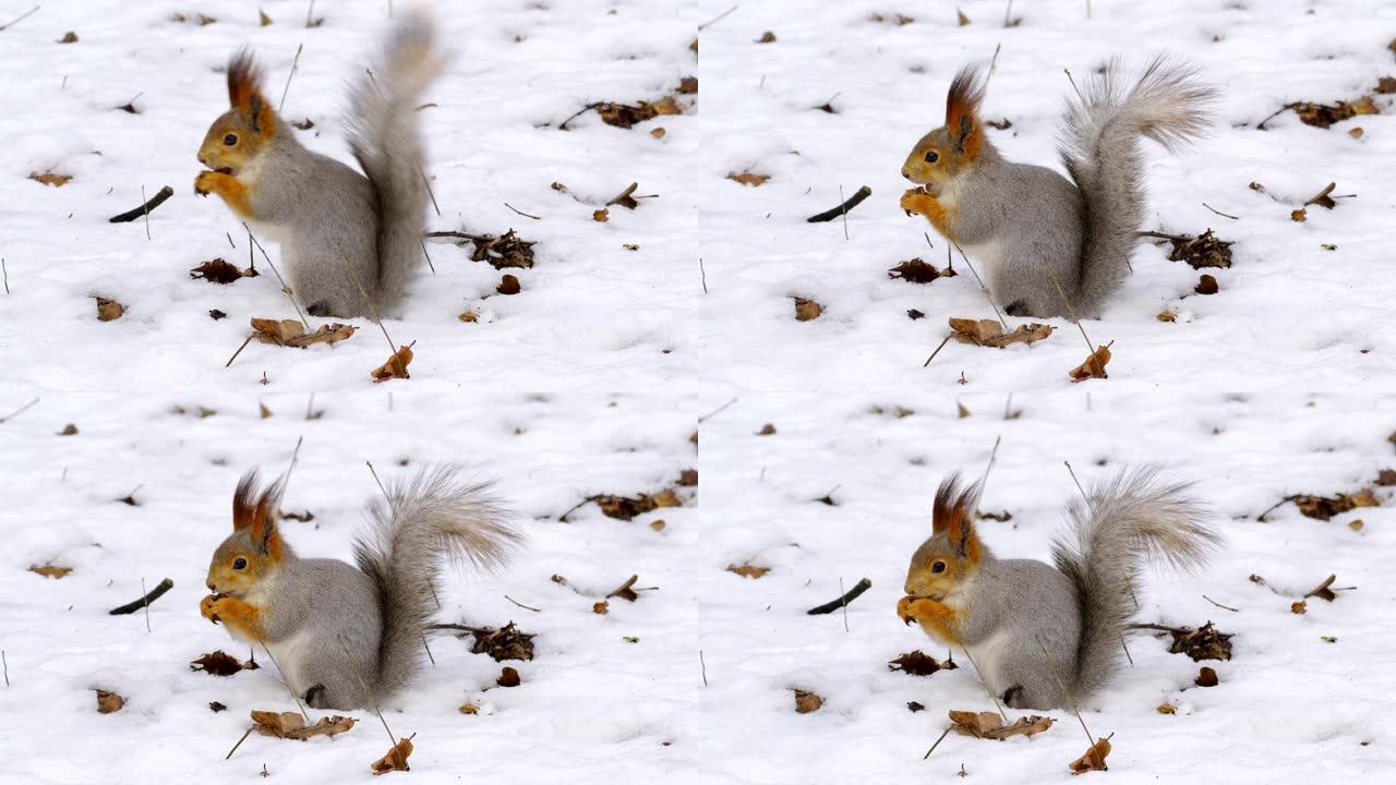 在多云的春天里，红灰松鼠坐在积雪的地面上，吃坚果。
