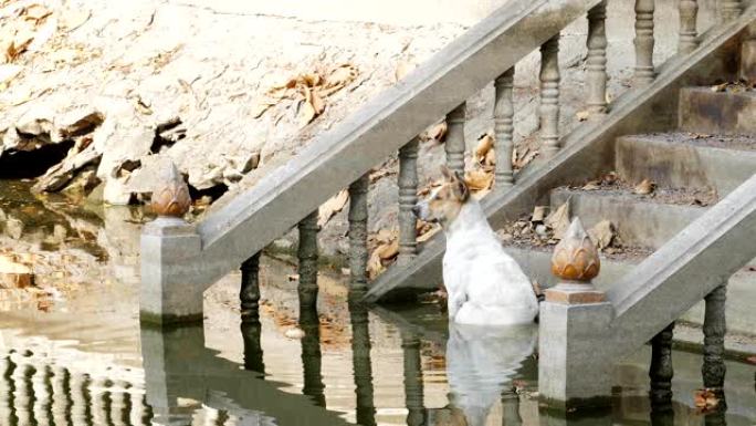 水上的雄性家犬。解暑落叶台阶