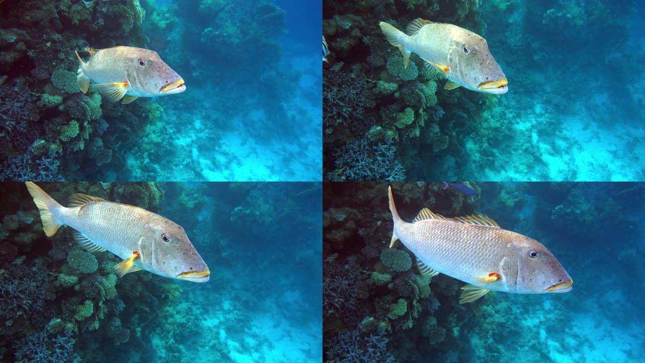 美丽的热带大珊瑚鱼和礁石鱼，红海埃及。4K