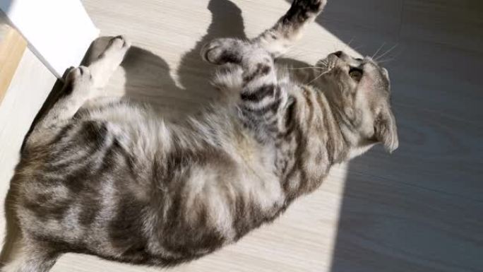 美国短毛猫躺在地上舔爪子