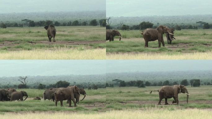 非洲大象 (非洲Loxodonta African) 家族小号