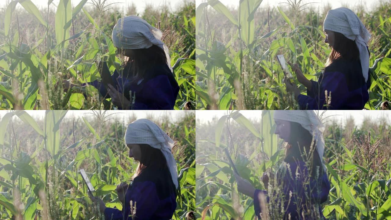 妇女农学家或农民在田里用药片检查青玉米的质量