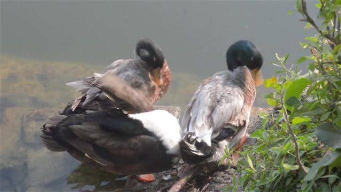 鸭群鸟水海鸟 (鹅天鹅或鸭科统称为水禽涉水水鸟科) 在湿地湖水边缘附近梳理羽毛。