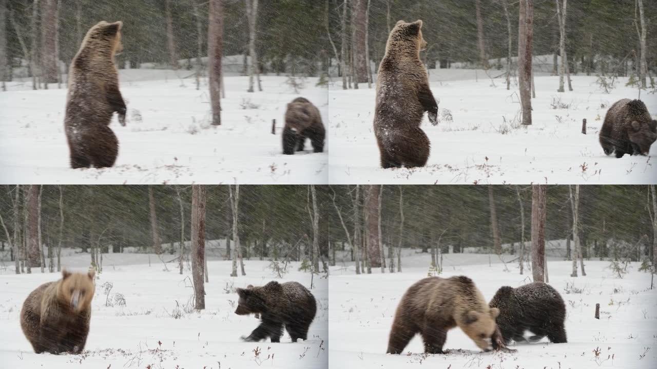 冬季森林雪地里的野生成年棕熊。