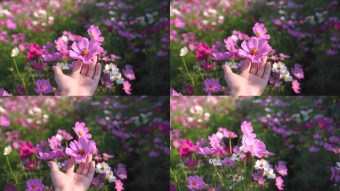 女人手捧盛开的粉红色宇宙花在田野，春夏背景