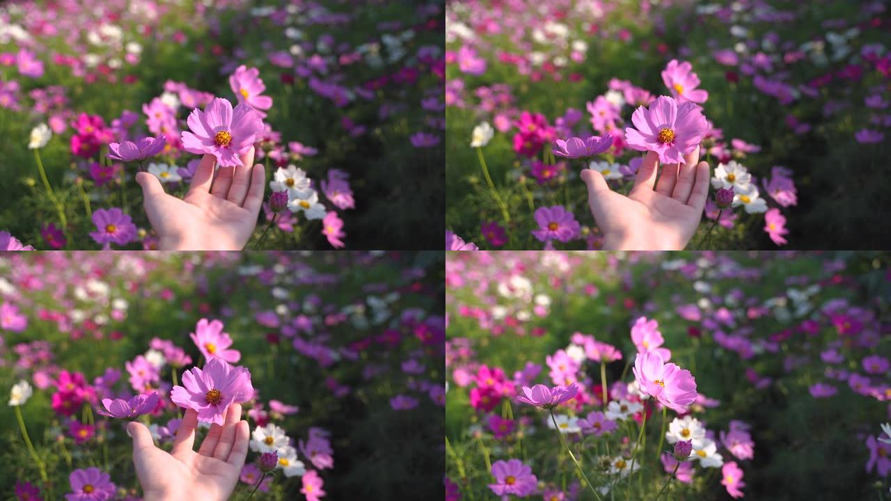 女人手捧盛开的粉红色宇宙花在田野，春夏背景