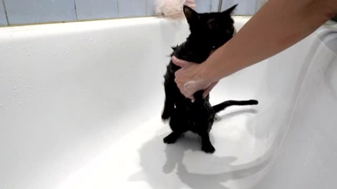 一个女人在白色的浴缸里给一只湿黑猫洗澡，他用受惊的黄色眼睛环顾四周。不露面。照顾动物。生活方式。概念