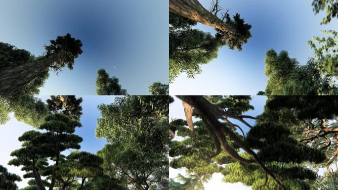 美丽的森林边缘仰视图