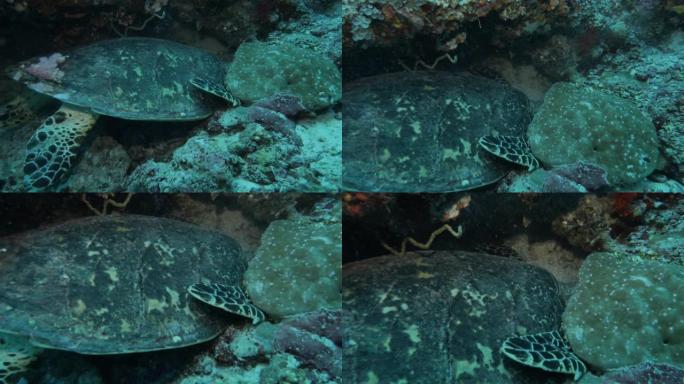 绿海龟在海底礁石上吃珊瑚