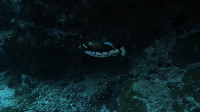 五颜六色的小金鱼 (Balistoides显着) 在珊瑚礁游泳