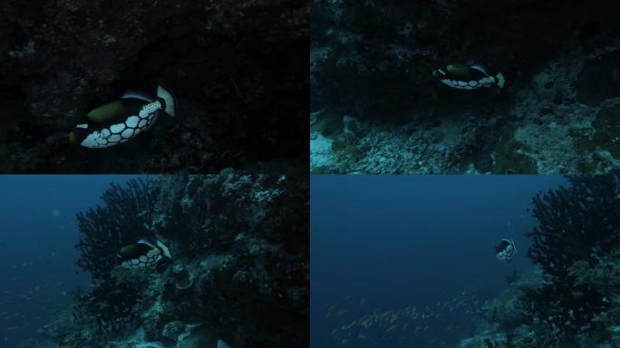 五颜六色的小金鱼 (Balistoides显着) 在珊瑚礁游泳