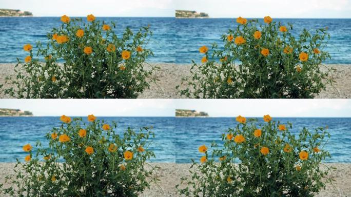 盛开的带有橙色花蕾的奇葩特写镜头。模糊背景上平静的蓝色大海。4K