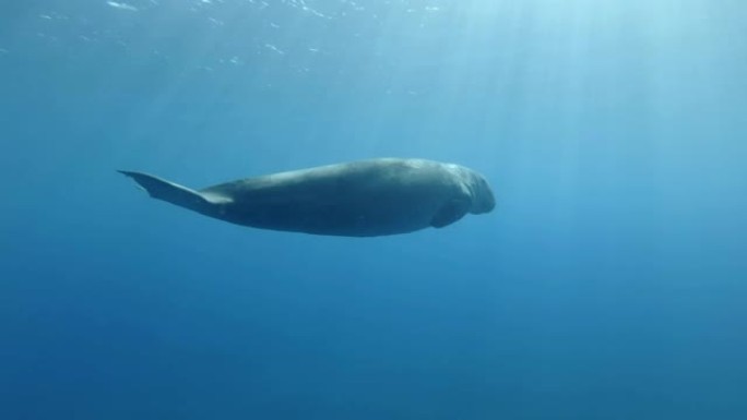 海牛 (儒艮Dugong dugon) 呼吸，并在早晨的阳光照射下在蓝色的水中缓慢游泳。水下射击，低