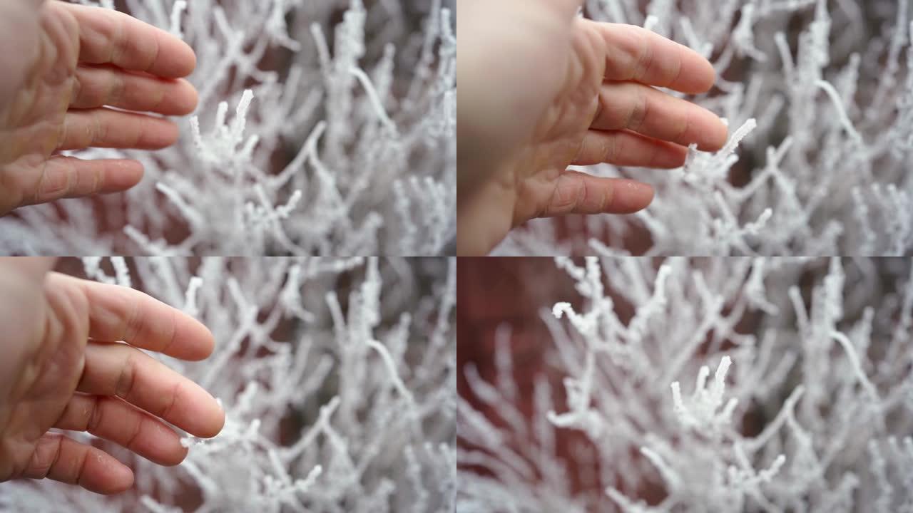大个子的手轻轻触摸冰冷的霜雪树枝