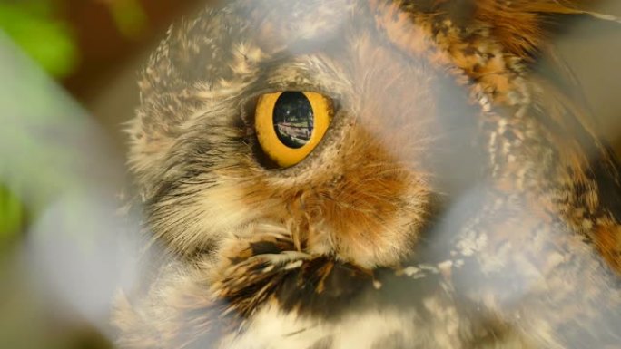 猫头鹰眼睛的极端宏观特写镜头，头部轻微转动