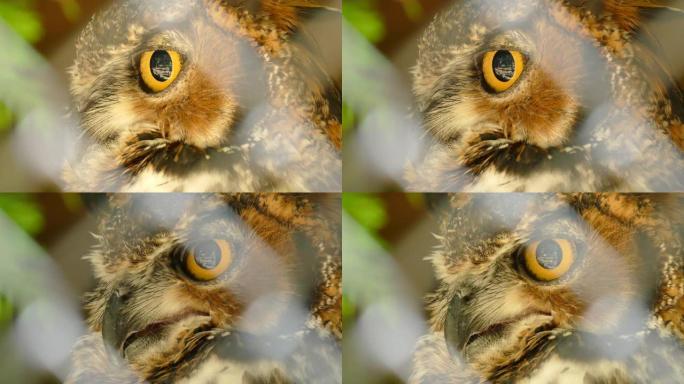 猫头鹰眼睛的极端宏观特写镜头，头部轻微转动