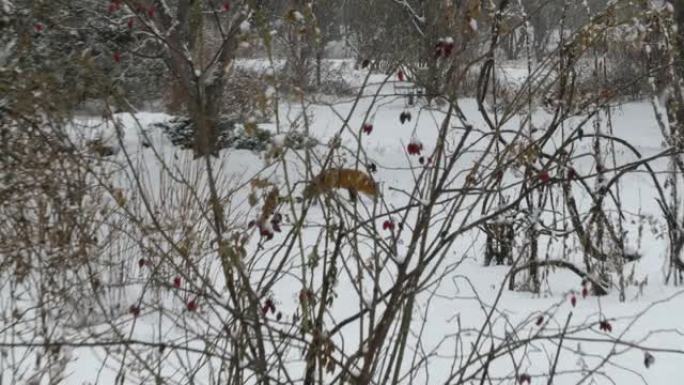 在加拿大野生花园降雪期间，惊吓的红狐狸慢跑并走开