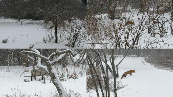 在加拿大野生花园降雪期间，惊吓的红狐狸慢跑并走开