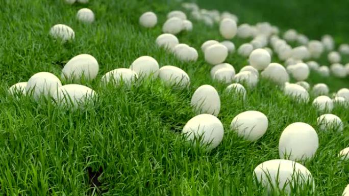鸡蛋在草地上，滑下覆盖着绿色谷物的斜坡。阳光明媚的积极气候。优美的环境和欢快的动画。