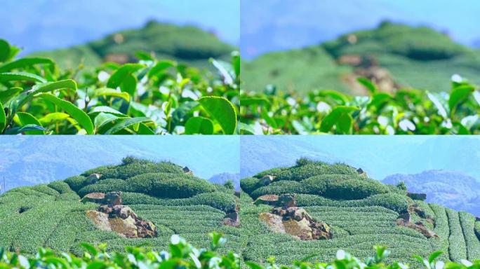 美丽的绿茶作物花园一排排蓝天云彩，为鲜茶产品背景设计理念