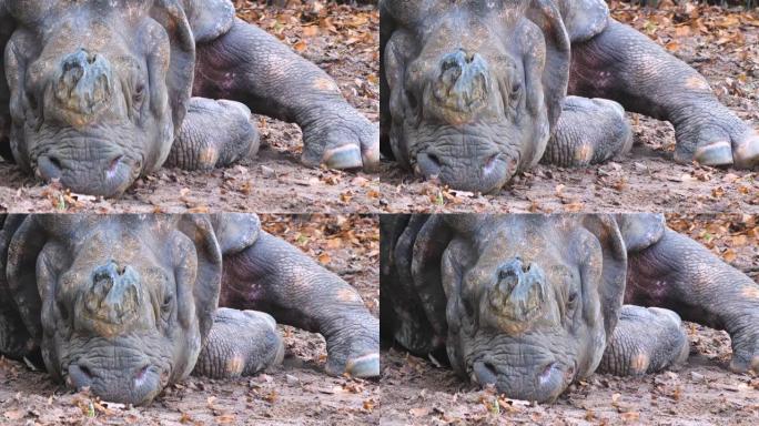 犀牛在地面上放松犀牛在地面上放松野生动物