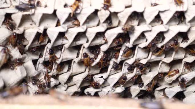工业农场中的蟋蟀昆虫蜜蜂蟋蟀