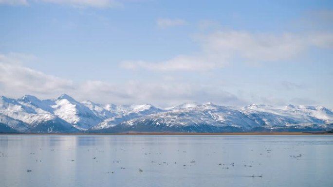 湖山景观中的白天鹅。冬天的天鹅冰岛。