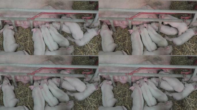 小猪农场哺乳小猪仔
