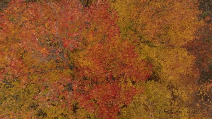 明亮的橙色叶子在自然界的颜色变化中称为秋天