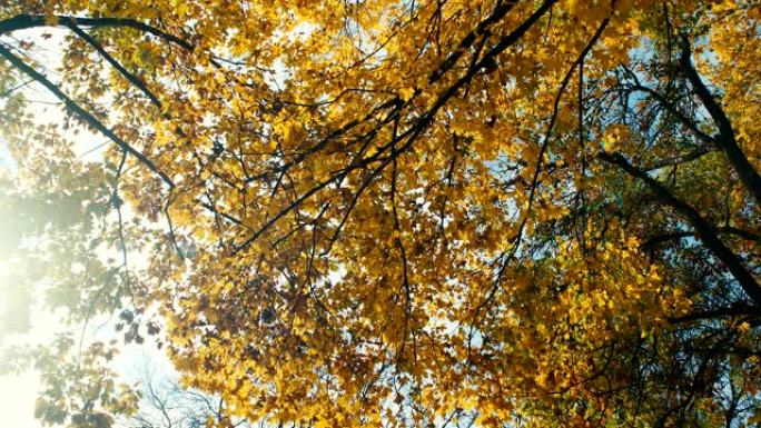 秋天的树梢，落叶和阳光照耀着树叶，4k